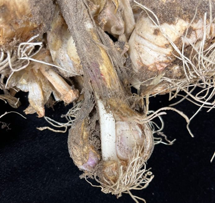 大蒜植物显示root腐烂症